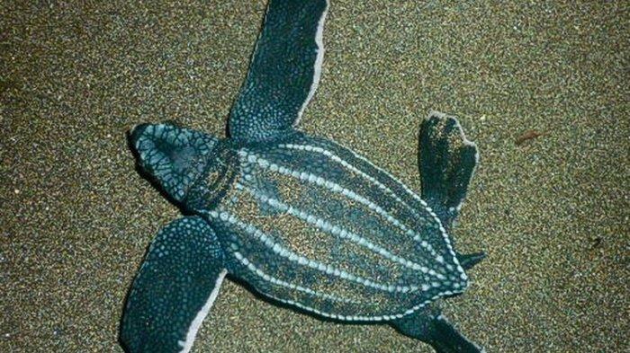 Ancaman Serius untuk Penyu Belimbing: Sampah Plastik dan Perburuan